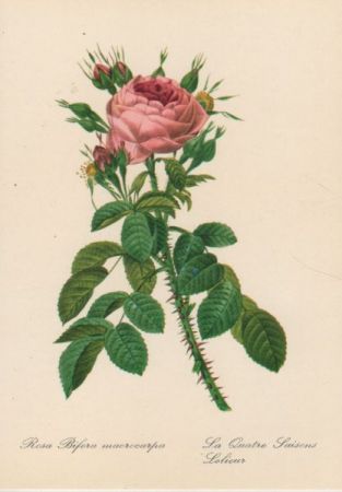 Rosa Bifera macrocarpa blühend Rosa Bifera macrocarpa blühend