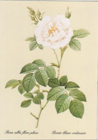 Rosa alba flore pleno blühend Rosa alba flore pleno blühend