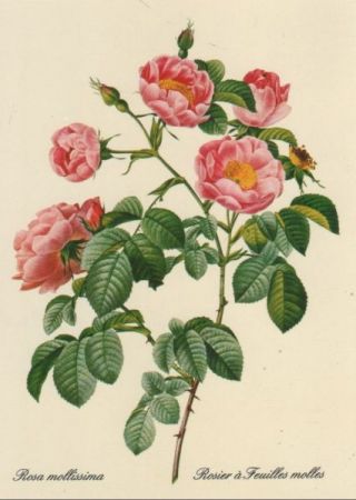 Rosa mollissima blühend Rosa mollissima blühend