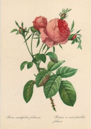 Rosa centifolia foliacea blühend Rosa centifolia foliacea blühend