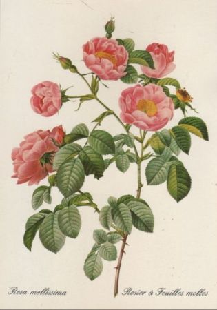 Rosa mollissima blühend Rosa mollissima blühend