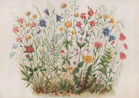 Wiesenblumen blühend Wiesenblumen blühend