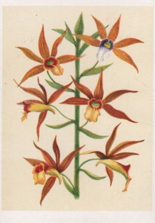 Phajus tankervilliae Malaiisches Archipel Phajus tankervilliae Malaiisches Archipel
