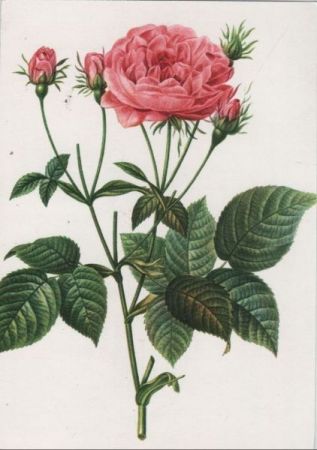 Rosa GallicaGranatus blühend Rosa GallicaGranatus blühend