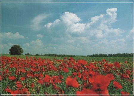 Mohnlandschaft blauer Himmel Mohnlandschaft blauer Himmel