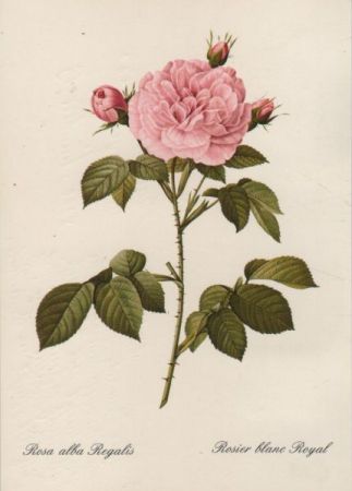 Rosa alba Regalis blühend Rosa alba Regalis blühend