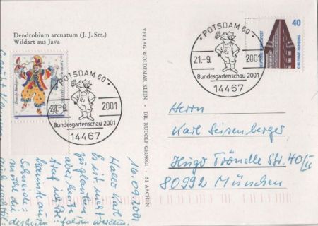 Dendrobium arcuatum Java