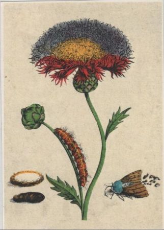 Duft-Flockenblume blühend Duft-Flockenblume blühend