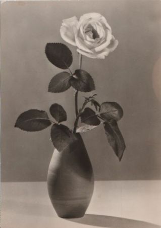zum Geburtstag Rose zum Geburtstag Rose