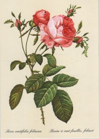 Rosa centifolia foliacea blühend Rosa centifolia foliacea blühend