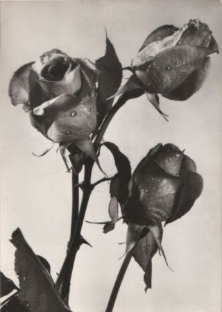 Srdecne Prani Rosen Srdecne Prani Rosen