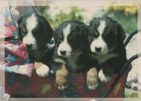 Drei Hunde im Kinderwagen Drei Hunde im Kinderwagen