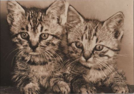 Zwei Katzen noch jung Zwei Katzen noch jung