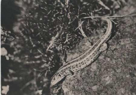 Zauneidechse Naturschutz Zauneidechse Naturschutz