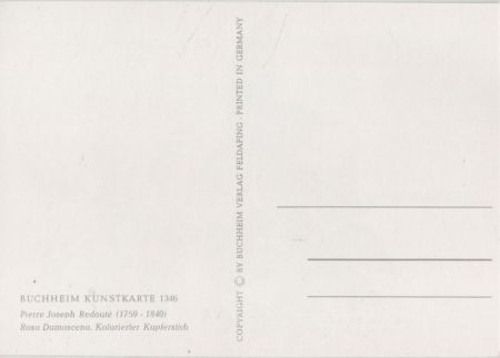 Pierre Joseph Redoute blühen