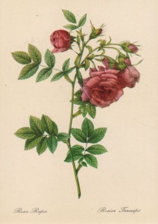 Rosa Rapa blühend Rosa Rapa blühend