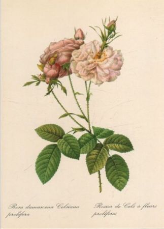 Rosa damascena Celsiana prolifera blühend Rosa damascena Celsiana prolifera blühend