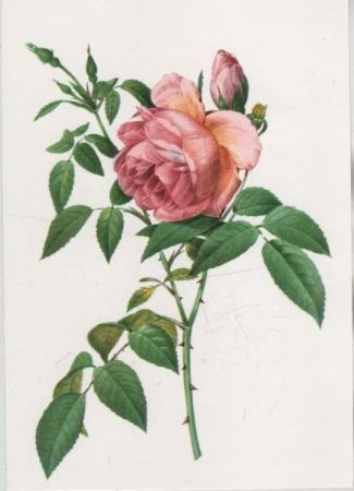 Rosa Indica Fragrans blühend Rosa Indica Fragrans blühend