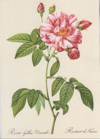 Rosa Gallica Versicolor blühend Rosa Gallica Versicolor blühend