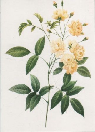 Rosa Banksianae blühend Rosa Banksianae blühend