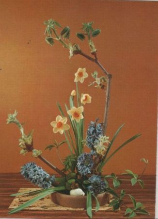 Dichternarzissen Arrangement Dichternarzissen Arrangement