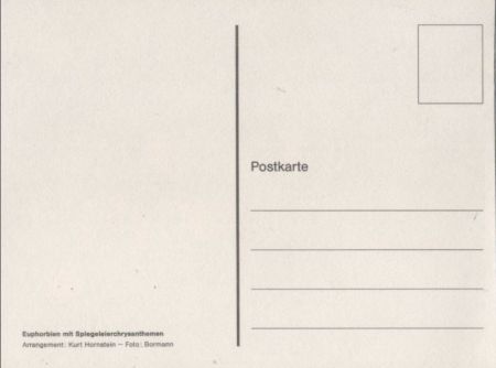 Euphorbien Arrangement