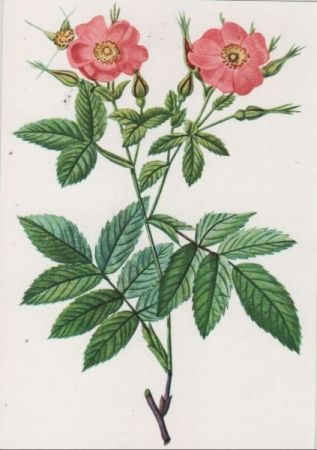 Rosa Alpina loevis blühend Rosa Alpina loevis blühend