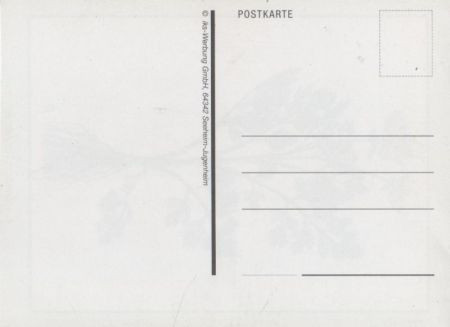 Echter Sellerie blühend