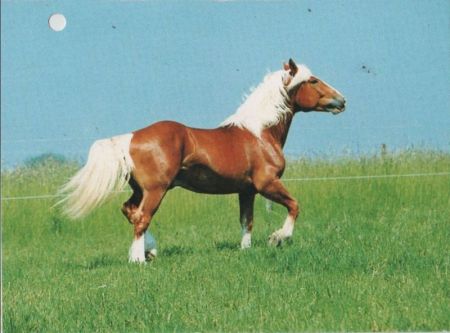 Pferd auf Weide Pferd auf Weide