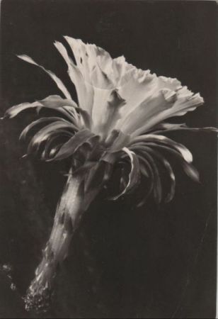 Wünsche zum Geburtstag blühende Blume Wünsche zum Geburtstag blühende Blume