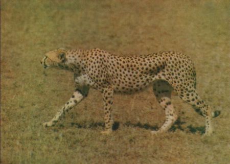 Gepard gehend Gepard gehend