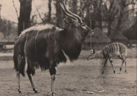 Nyala-Antilope langes Fell Nyala-Antilope langes Fell