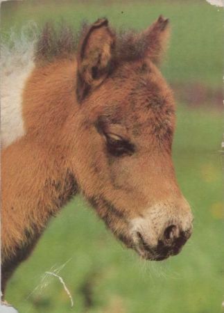 Pferd Kopf Pferd Kopf