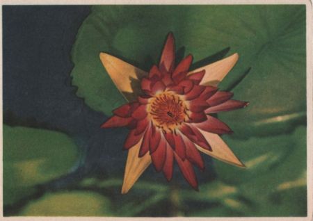 Blume in rot und gelb Blume in rot und gelb