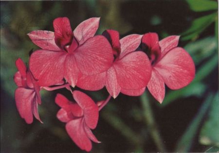 Dendrobium phalaenopsis blühend Dendrobium phalaenopsis blühend