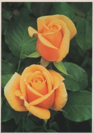 Rose Valencia Rose Valencia