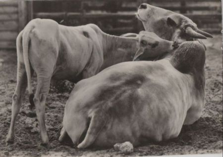 Indisches Zebu von hinten Indisches Zebu von hinten