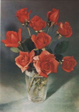Rosen im Glas Rosen im Glas