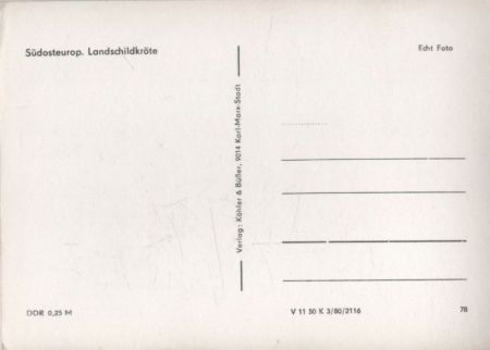 Landschildkröte Südosteuropa