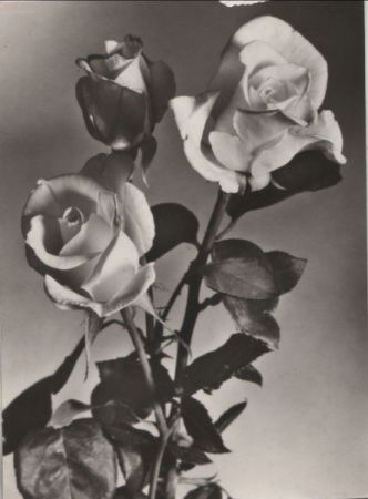 Rose blühend Rose blühend