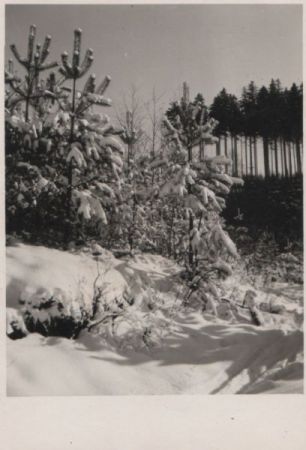 Winterwald Schnee Winterwald Schnee