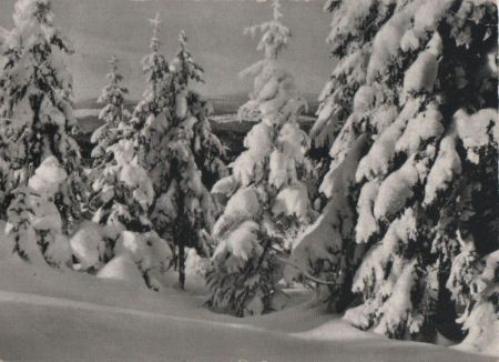 Winterwald mit Schnee Winterwald mit Schnee