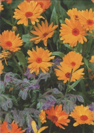 Ringelblumen blühend Ringelblumen blühend