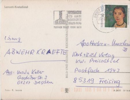 Lanzett-Kratzdistel schwarzweiß Lanzett-Kratzdistel schwarzweiß