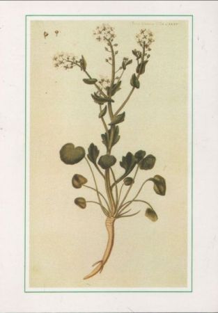 Flora Danica Gravur Flora Danica Gravur