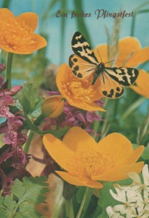 Frohes Pfingstfest Schmetterling Frohes Pfingstfest Schmetterling
