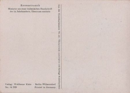 Rosenstrauch Miniatur Rosenstrauch Miniatur