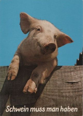 Schwein muss man haben Schweinchen Schwein muss man haben Schweinchen