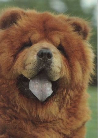 Hund mit viel Fell Hund mit viel Fell