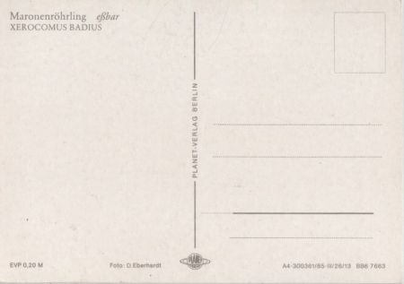Maronenröhrling eßbar